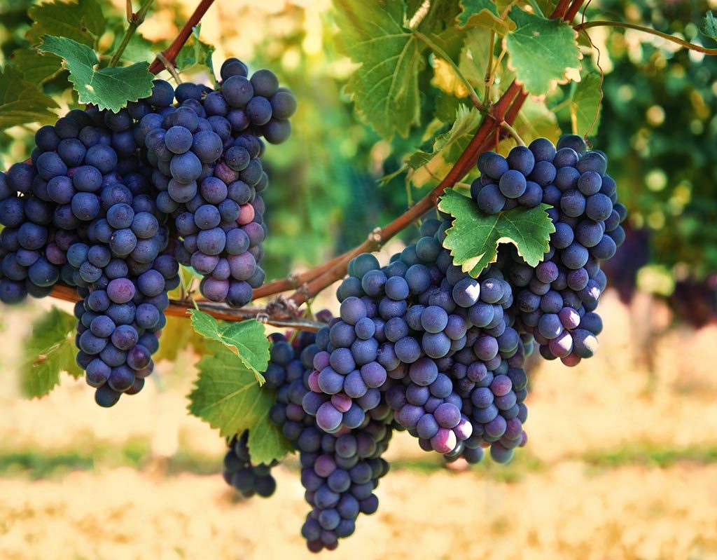 bigstock-Purple-Red-Grapes-With-Green-L-71744524